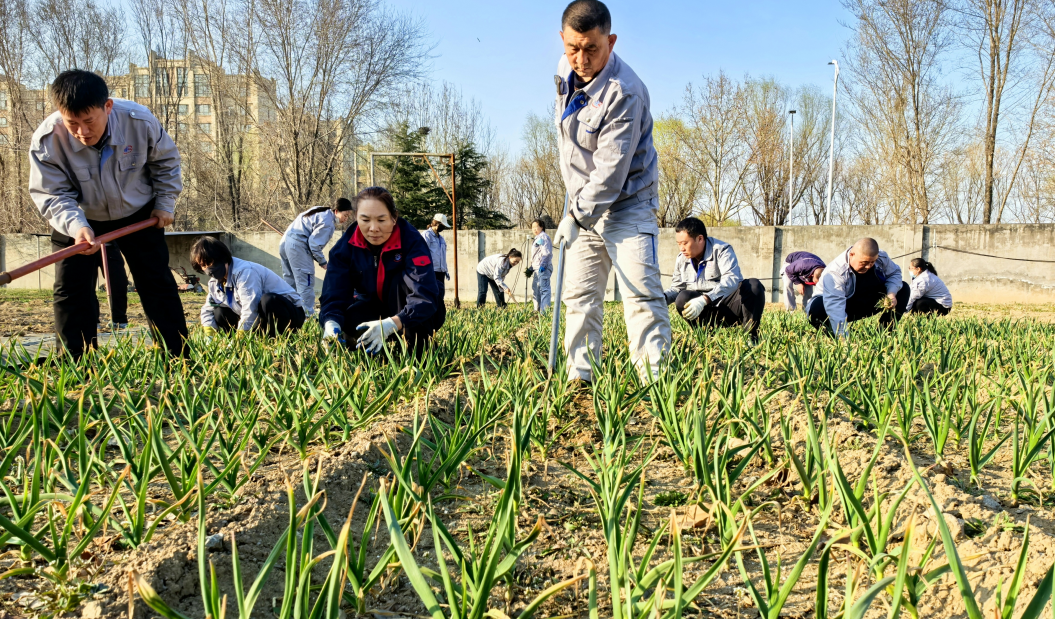 別樣植樹節：廠區菜園里的“綠色耕耘”