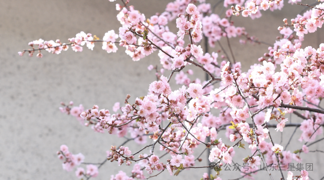 走呀趣賞花｜盡享三星繁花 不負春光萬里